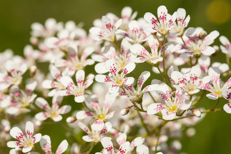 saxifraga cotyledon 'southside seedling' P9 - afbeelding 1