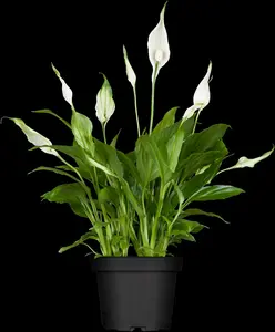 spath chopin-spathiphyllum 10,5 cm rondo decorum - - afbeelding 2