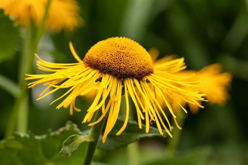telekia speciosa ( buphthalmum speciosum) P9