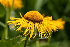 telekia speciosa ( buphthalmum speciosum) P9