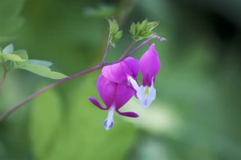 spectabilis - afbeelding 2