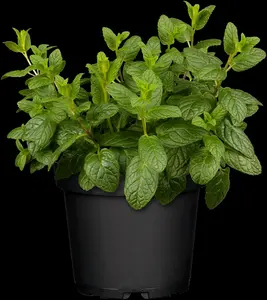mentha spicata P9 - afbeelding 5