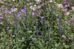 veronica spicata P9 - afbeelding 5