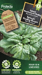 spinazie viroflay reuzen