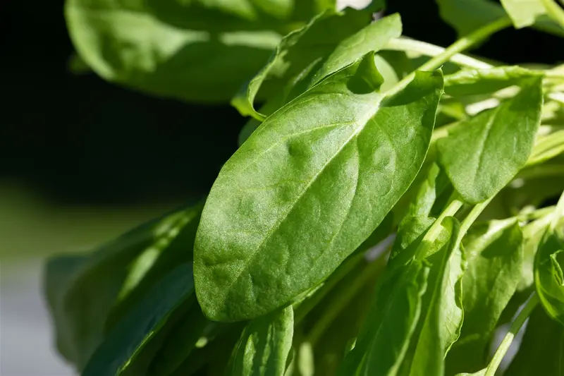 spinazie viroflay reuzen - afbeelding 3