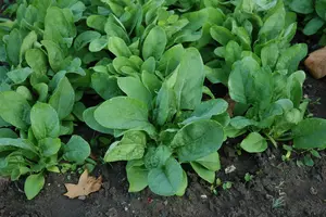 spinazie viroflay reuzen - afbeelding 2