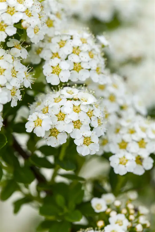 spiraea arguta (40- 60cm) BW - afbeelding 4
