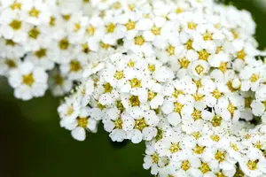 spiraea arguta (40- 60cm) BW - afbeelding 5