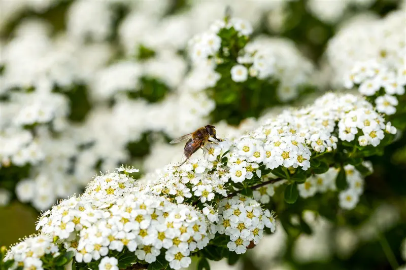 spiraea arguta (40- 60cm) BW - afbeelding 2