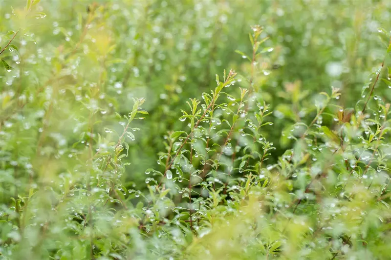 spiraea arguta (40- 60cm) BW - afbeelding 5