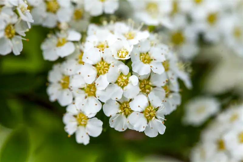 Spiraea arguta 60- 80   C10 - afbeelding 3