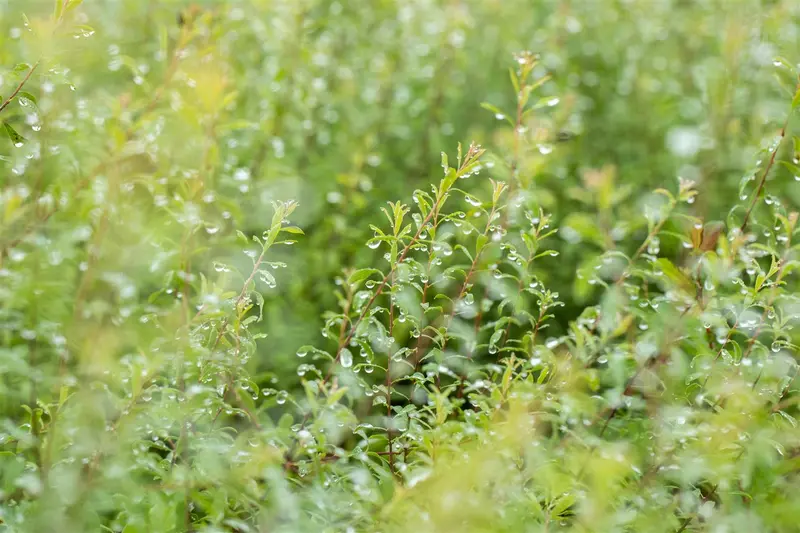 Spiraea arguta 60- 80   C10 - afbeelding 5