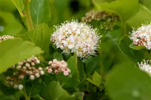 spiraea betulifolia (30- 40cm) - afbeelding 2