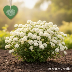 Spiraea betulifolia 'Tor'  (30- 40)