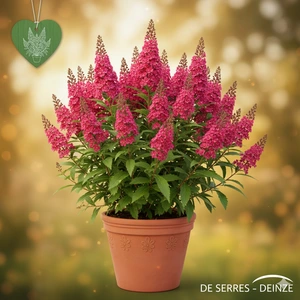 Spiraea billardii  (40- 60)