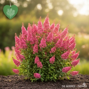 Spiraea billardii C3 (40- 60)