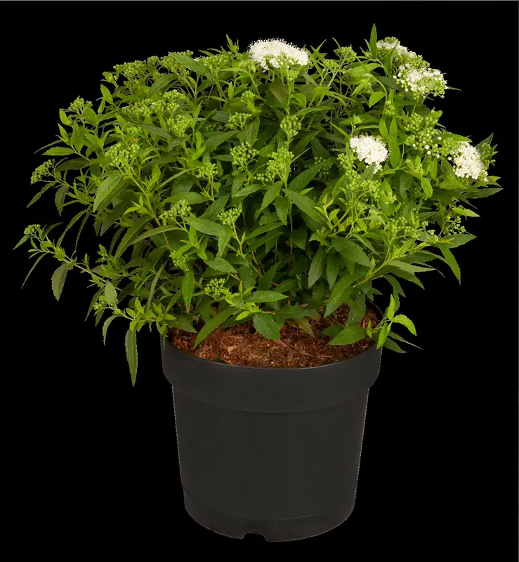 Albiflora - afbeelding 1