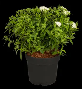 Albiflora - afbeelding 5