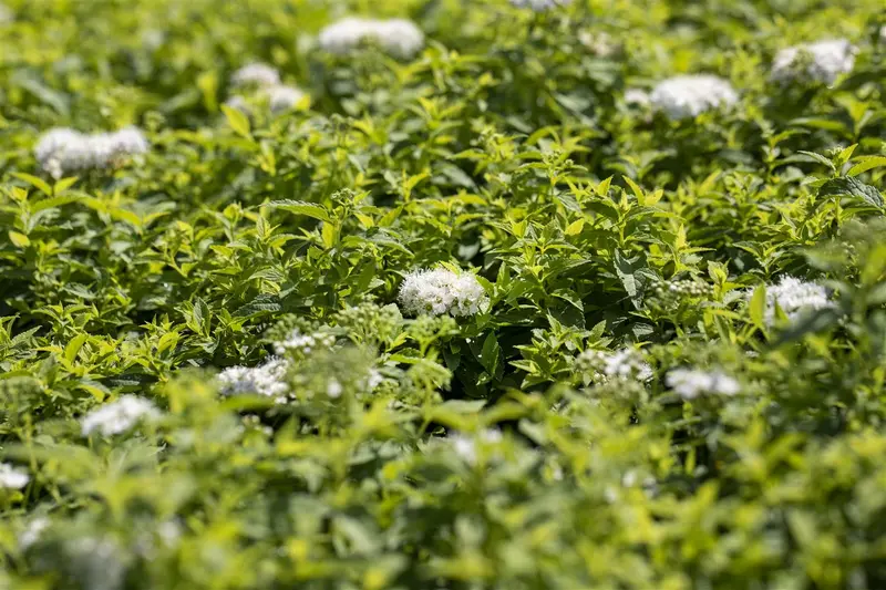 Albiflora - afbeelding 3