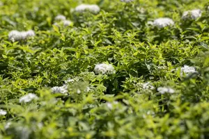 Albiflora - afbeelding 3