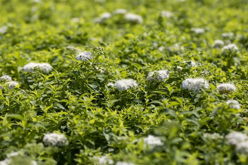 Albiflora - afbeelding 4