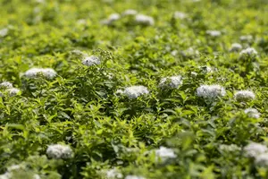 Albiflora - afbeelding 4