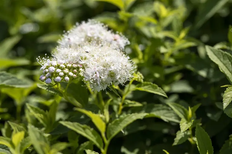 Spiraea jap. 'Albiflora' 40- 50   C7,5 - afbeelding 1