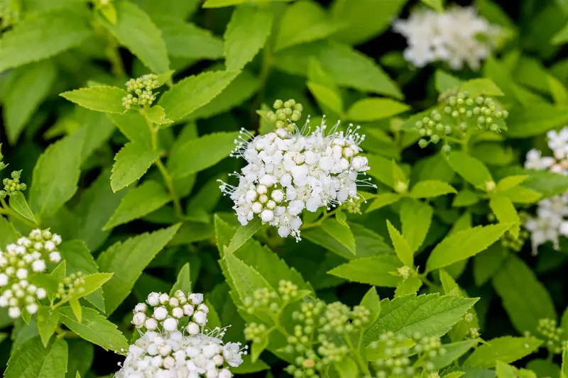 Spiraea jap. 'Albiflora' 40- 50   C7,5 - afbeelding 4