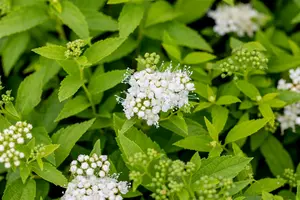 Spiraea jap. 'Albiflora' 40- 50   C7,5 - afbeelding 4