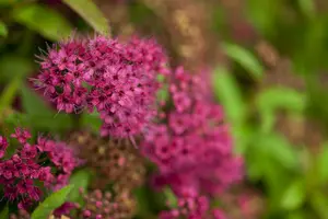 Spiraea jap. 'Anthony Waterer' 40- 50   C7,5
