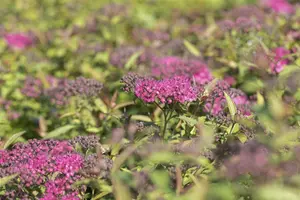 Spiraea jap. 'Anthony Waterer' 40- 50   C7,5 - afbeelding 4