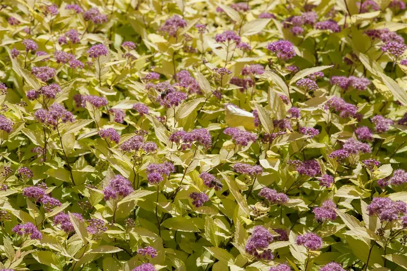 Spiraea jap. 'Golden Princess' 25- 30   C3 - afbeelding 1