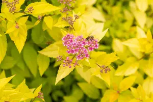 Spiraea jap. 'Golden Princess' 25- 30   C3 - afbeelding 5