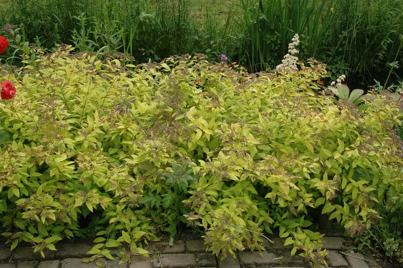Spiraea jap. 'Golden Princess' 25- 30   C3 - afbeelding 4