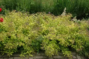 Spiraea jap. 'Golden Princess' 25- 30   C3 - afbeelding 4