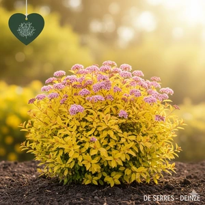 Spiraea japonica 'Goldmound' C3 (25- 30)