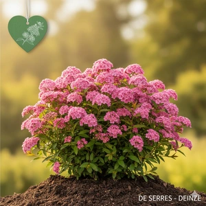 Spiraea japonica 'Manon' C1,3 (20- 25)