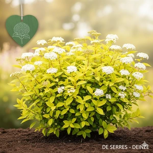 Spiraea japonica 'White Gold' C (25- 30)
