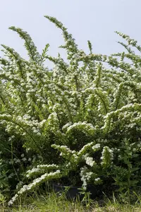 Spiraea nipp. 'Snowmound' 30- 40   C3 - afbeelding 3