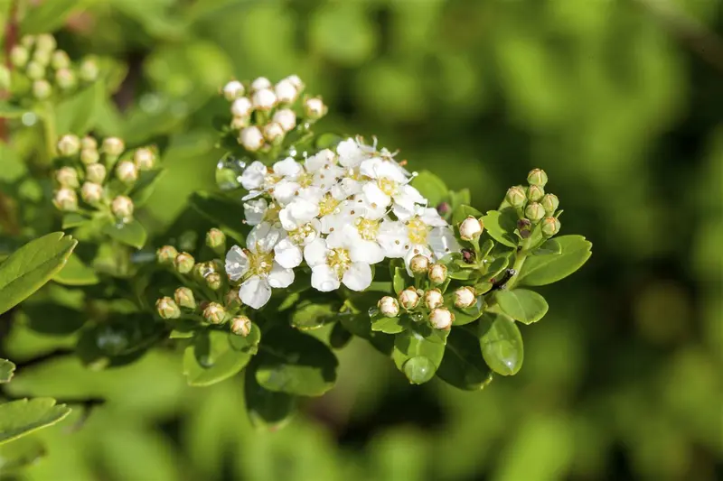 Spiraea nipp. 'Snowmound' 30- 40   C3 - afbeelding 1