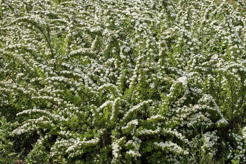 Spiraea nipp. 'Snowmound' 30- 40   C3 - afbeelding 2