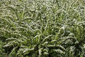 Spiraea nipp. 'Snowmound' 30- 40   C3 - afbeelding 2