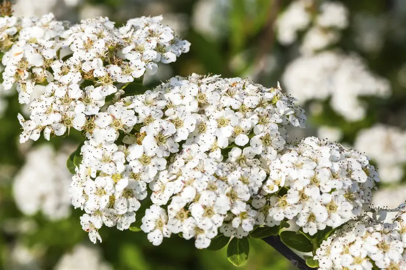 Spiraea nipp. 'Snowmound' 30- 40   C3 - afbeelding 4