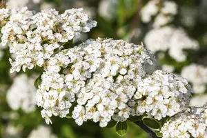 Spiraea nipp. 'Snowmound' 30- 40   C3 - afbeelding 4