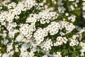 Spiraea nipp. 'Snowmound' 30- 40   C3 - afbeelding 5
