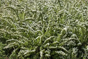 Snowmound - afbeelding 2