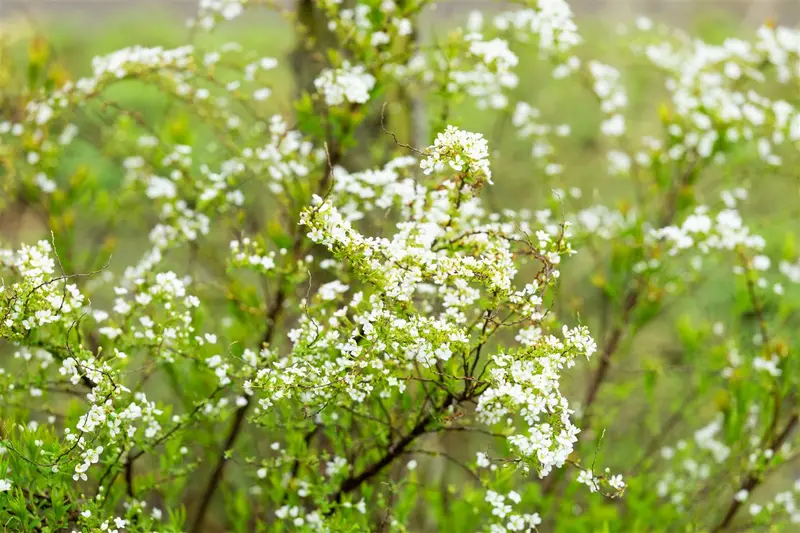 Spiraea thunbergii 100-125 C12 - afbeelding 5