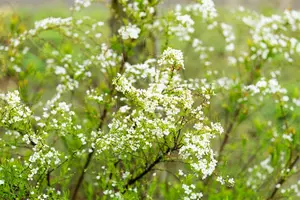 Spiraea thunbergii 100-125 C12 - afbeelding 5