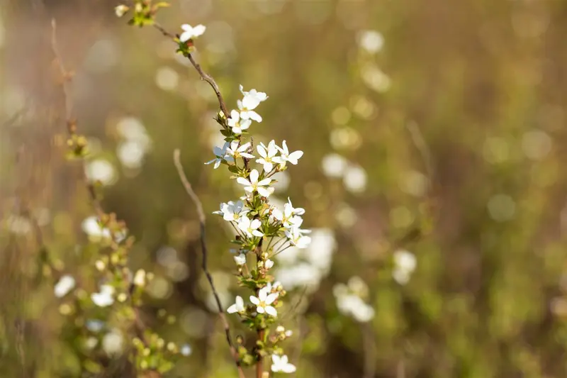 spiraea thunbergii (40- 60cm) - afbeelding 4