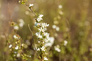 spiraea thunbergii (40- 60cm) C3 - afbeelding 4
